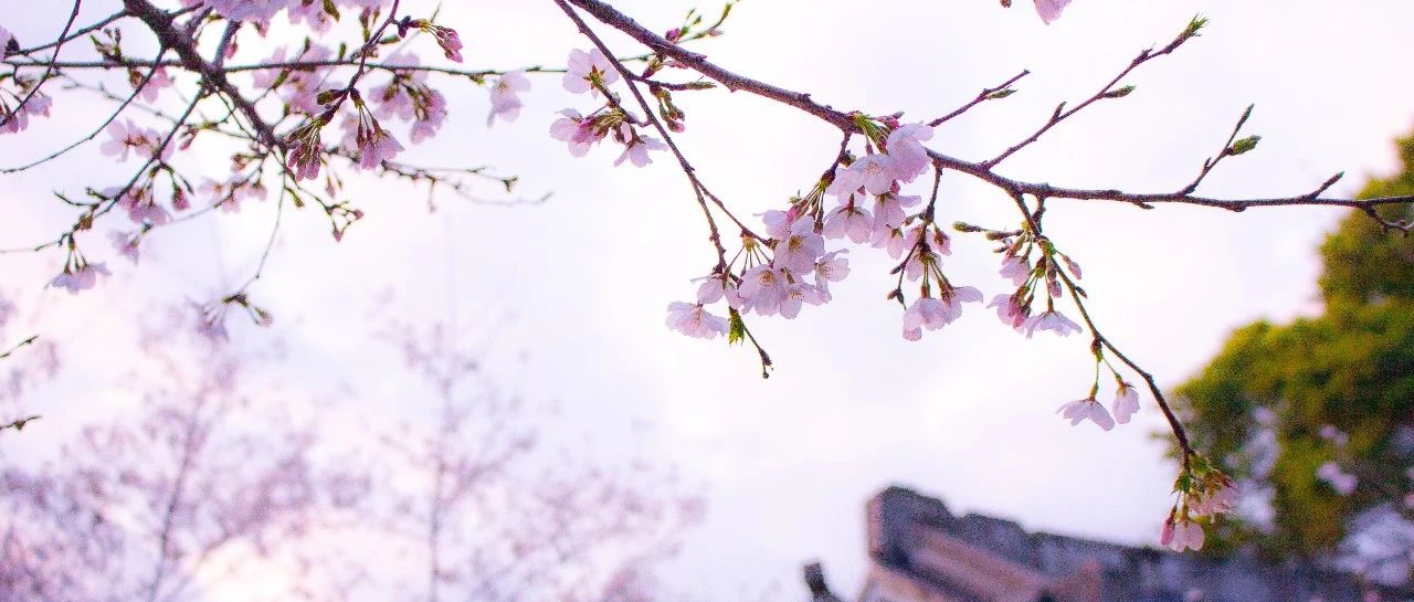“櫻花”綻放，美景相隨！